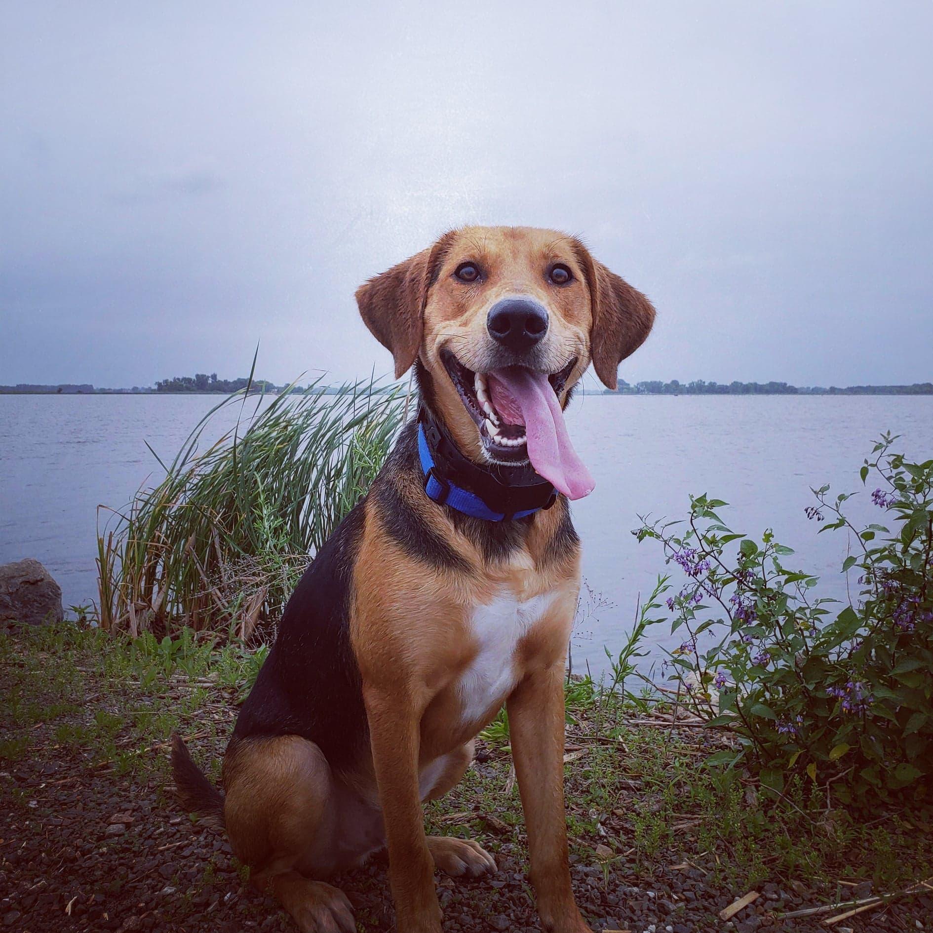 Our Pointer Mix, Jax!