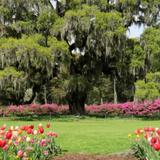 Airlie Gardens