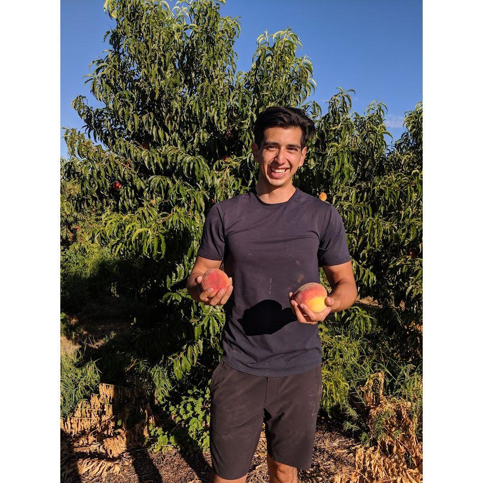 peter's first peach picking!