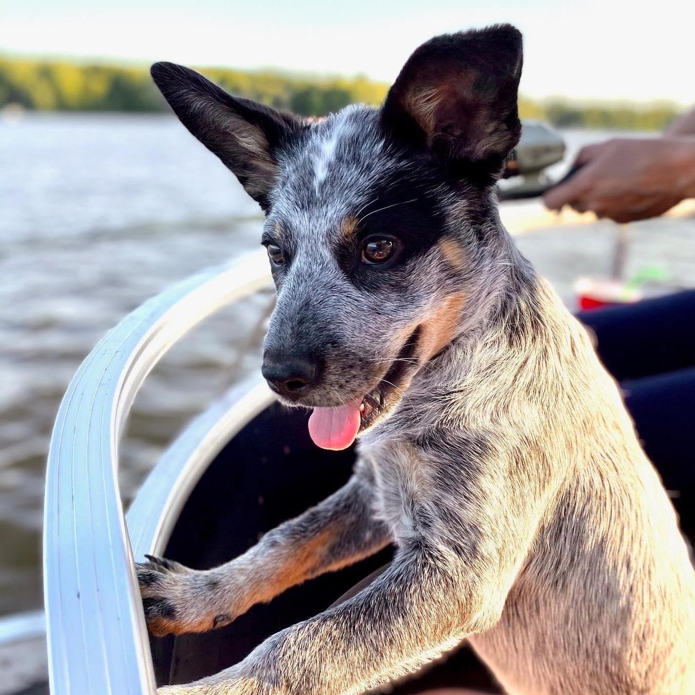 In June 2020, we got a puppy! Remi is a boisterous blue heeler who loves people and has loads of energy. Kinda like her owners