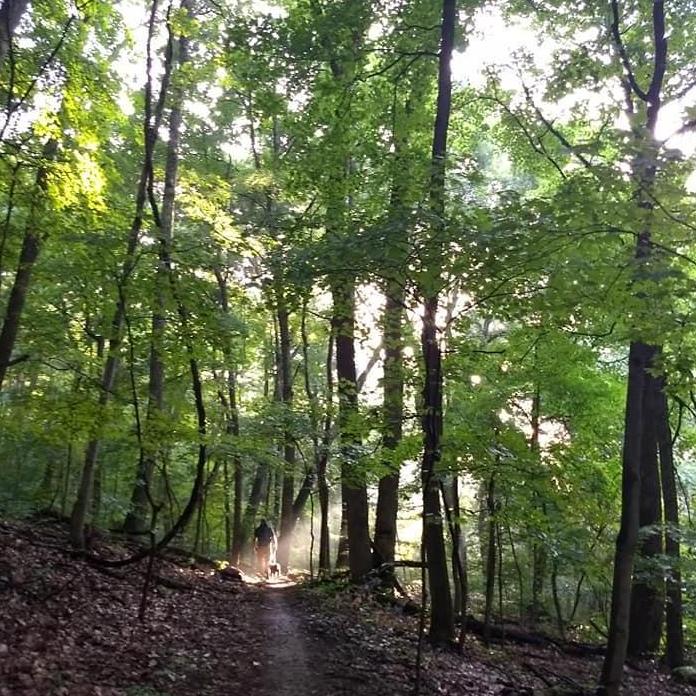 Hiking through Zaleski state forest.