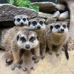 Smithsonian National Zoological Park