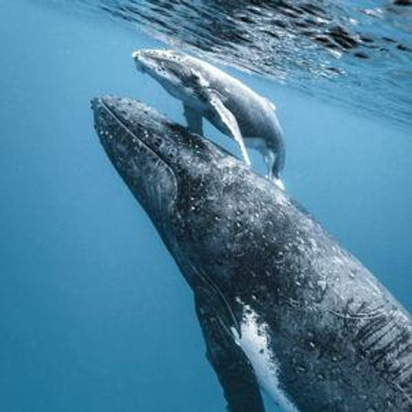 Whale Watching