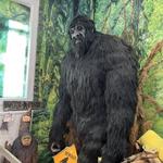 Sasquatch The Legend