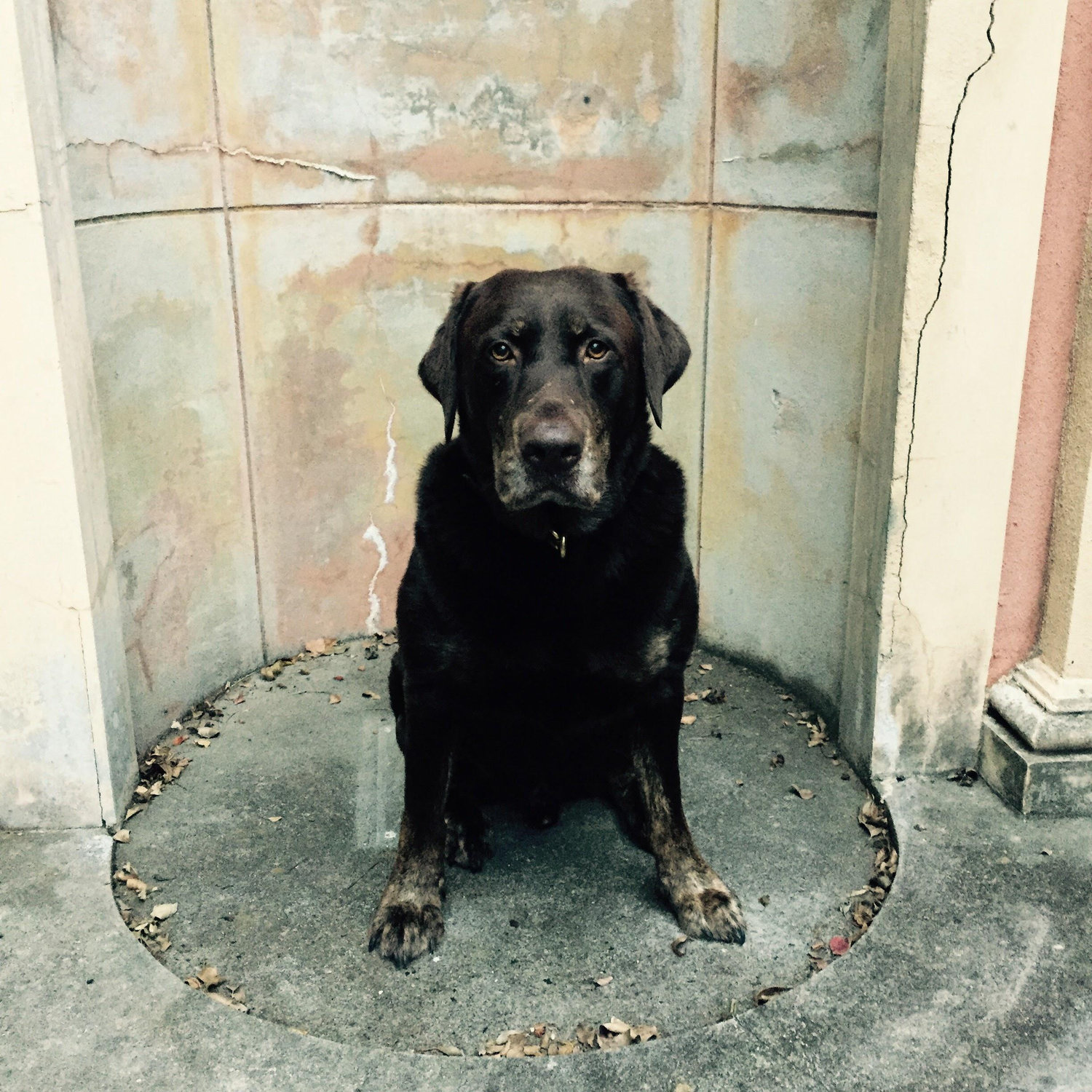Carlos, our beloved 7 year old chocolate lab who we lost in September 2017.