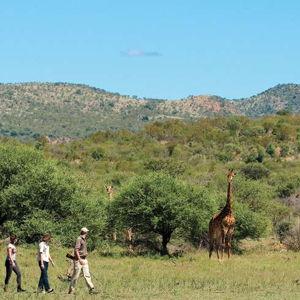 Guided walk in Kruger National Park