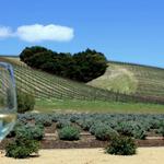 Wine Tasting