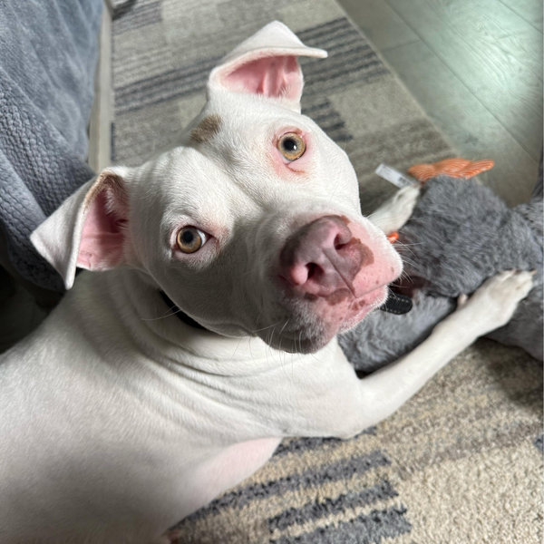 Spoiled Puppy Fund