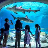 OdySea Aquarium
