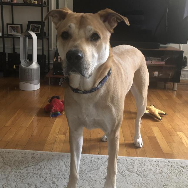 Year's Supply of Treats for leo