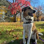 Eisenhower Park Hempstead Turnpike