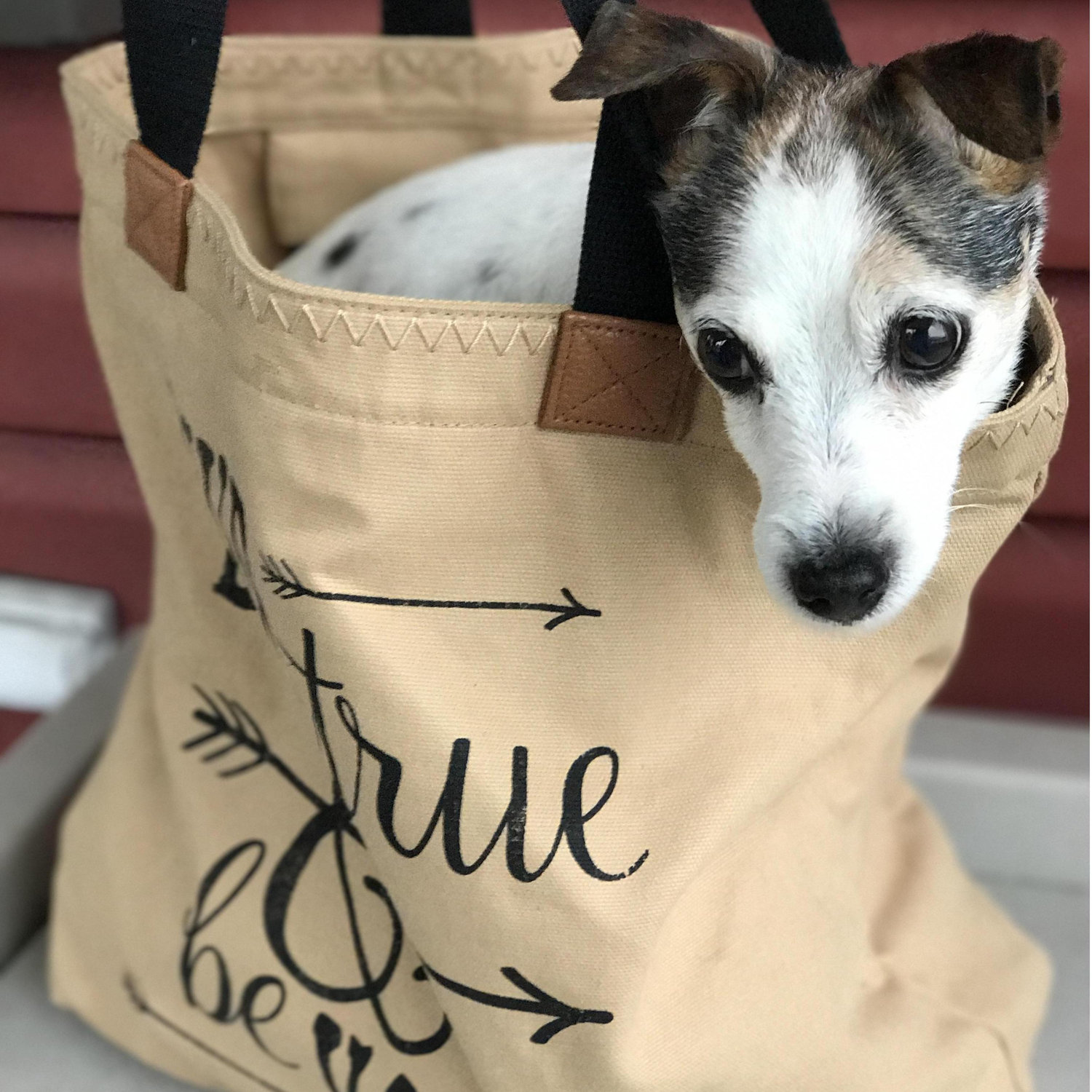 Tinka was a good dog.  Later in life she liked to travel by bag.