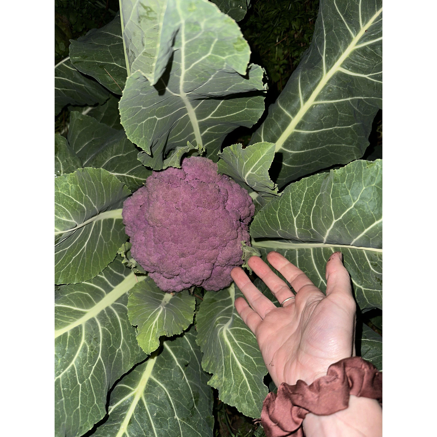 We grew that!