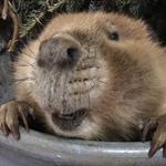 Baraboo Zoo