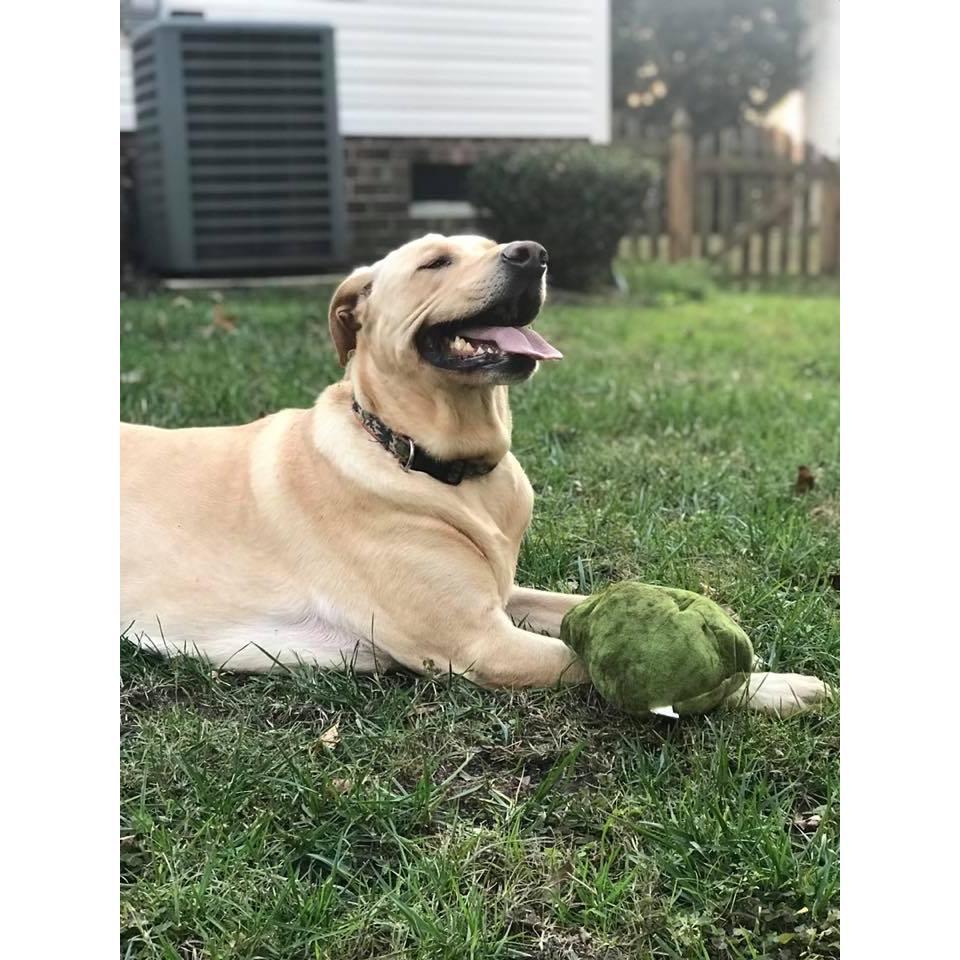 Our furbaby.
