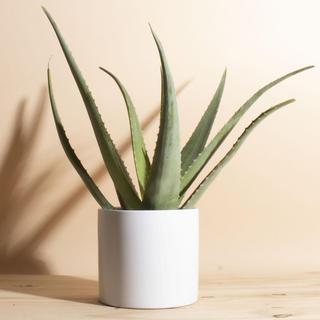 Aloe Vera Plant