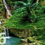Experience St Lucia Verdent Forest!
