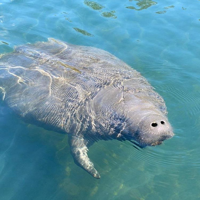 Kayak with Manatees