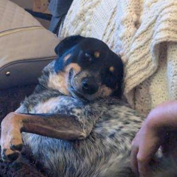 Our New Rescue Dog