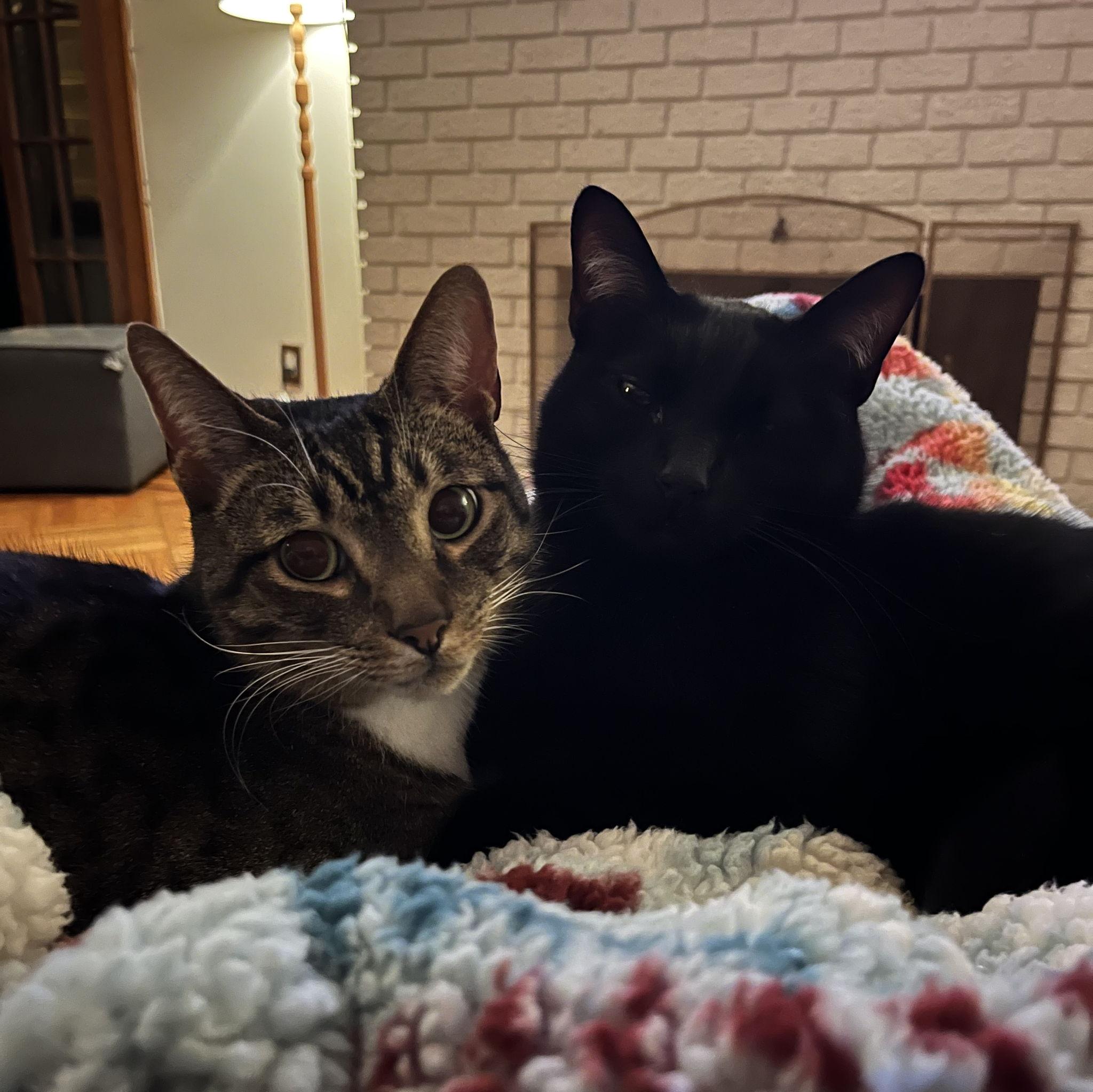 Fur babies #Ari and Kara #cutiepies #winter-only cuddlers