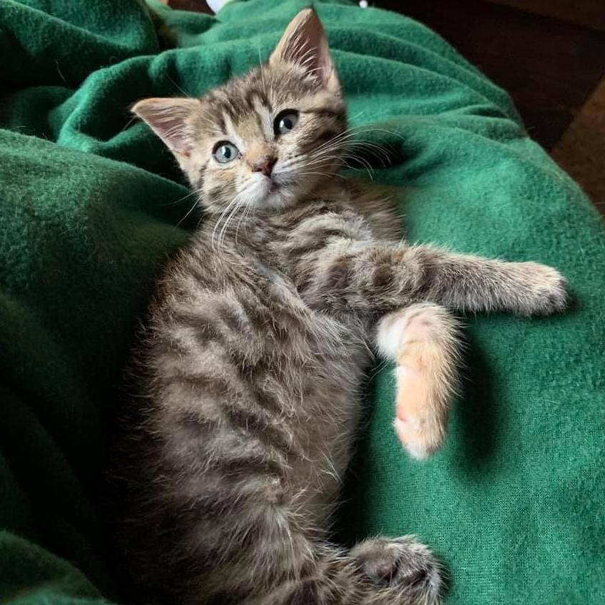 We added Lois to our family in the summer of 2019!