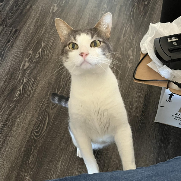 A Voice for All Paws