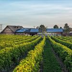 Newport Vineyards