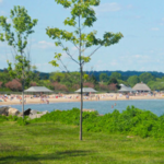 Greenwich Point Beach/Tod's Point