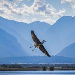 Ninepipe National Wildlife Refuge