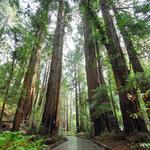Muir Woods National Monument