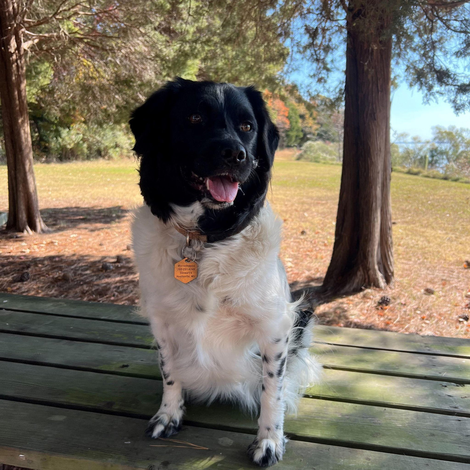 Freya - Our doghter
