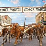 Fort Worth Herd