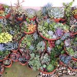 Peckham's Greenhouse