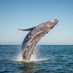 Calypso Whale Watch Tour