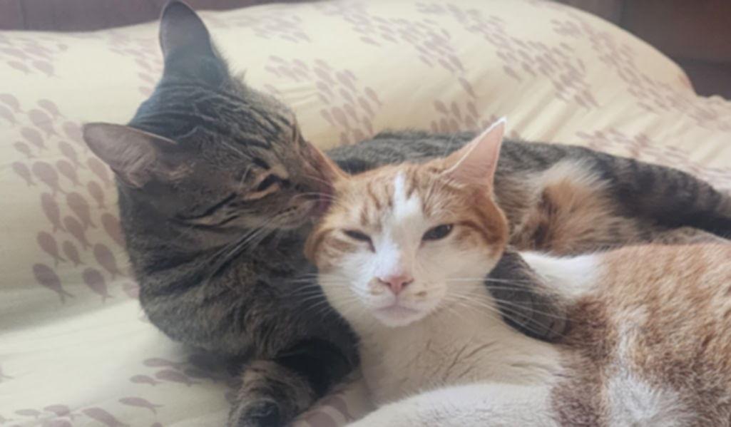 The Wedding Website of Liza Chiemi Matsumoto and Landon Shigeru Hamada