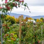 Apple Picking