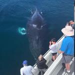 Condor Express Whale Watching