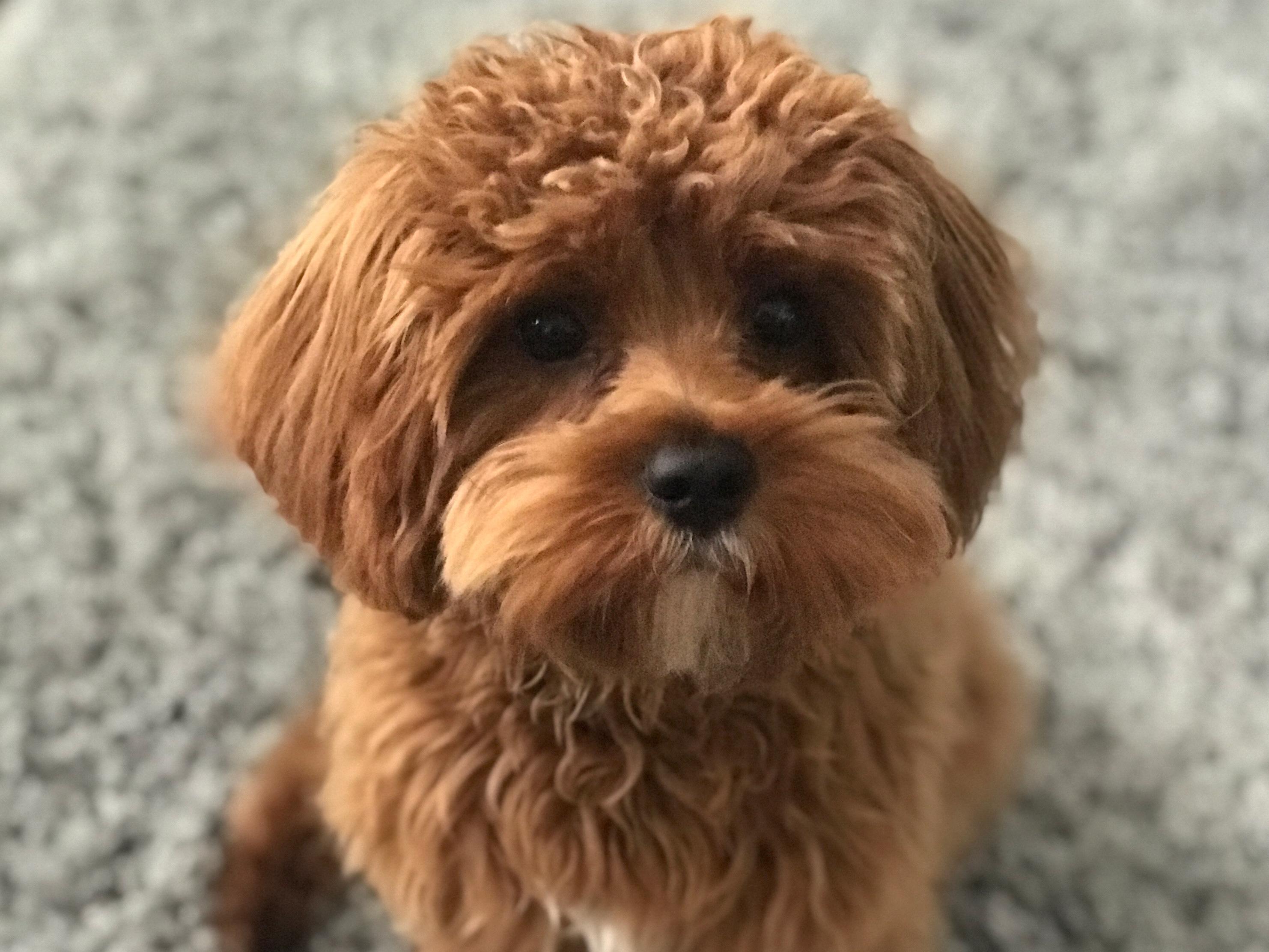 The Wedding Website of Betsy Schrader and Sean McLaughlin