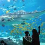 Georgia Aquarium
