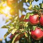 Marker-Miller Orchards