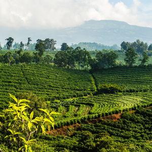 Costa Rica Coffee Tour