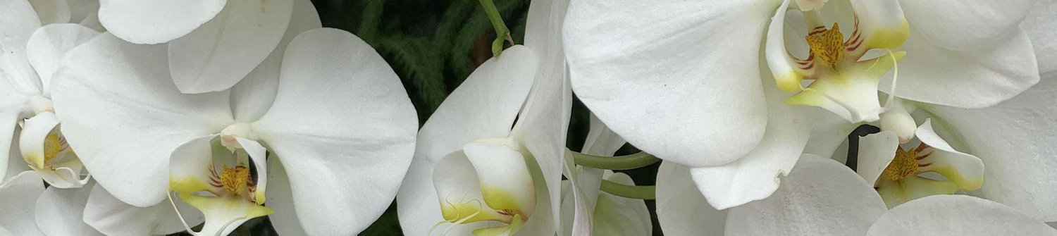 The Wedding Website of Savannah Ashley Willis and Dallas Campbell Pitts