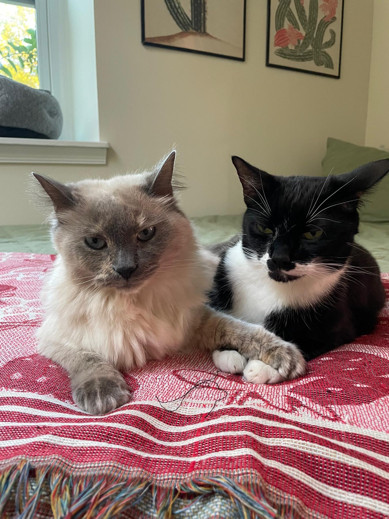Chanti and Kubo