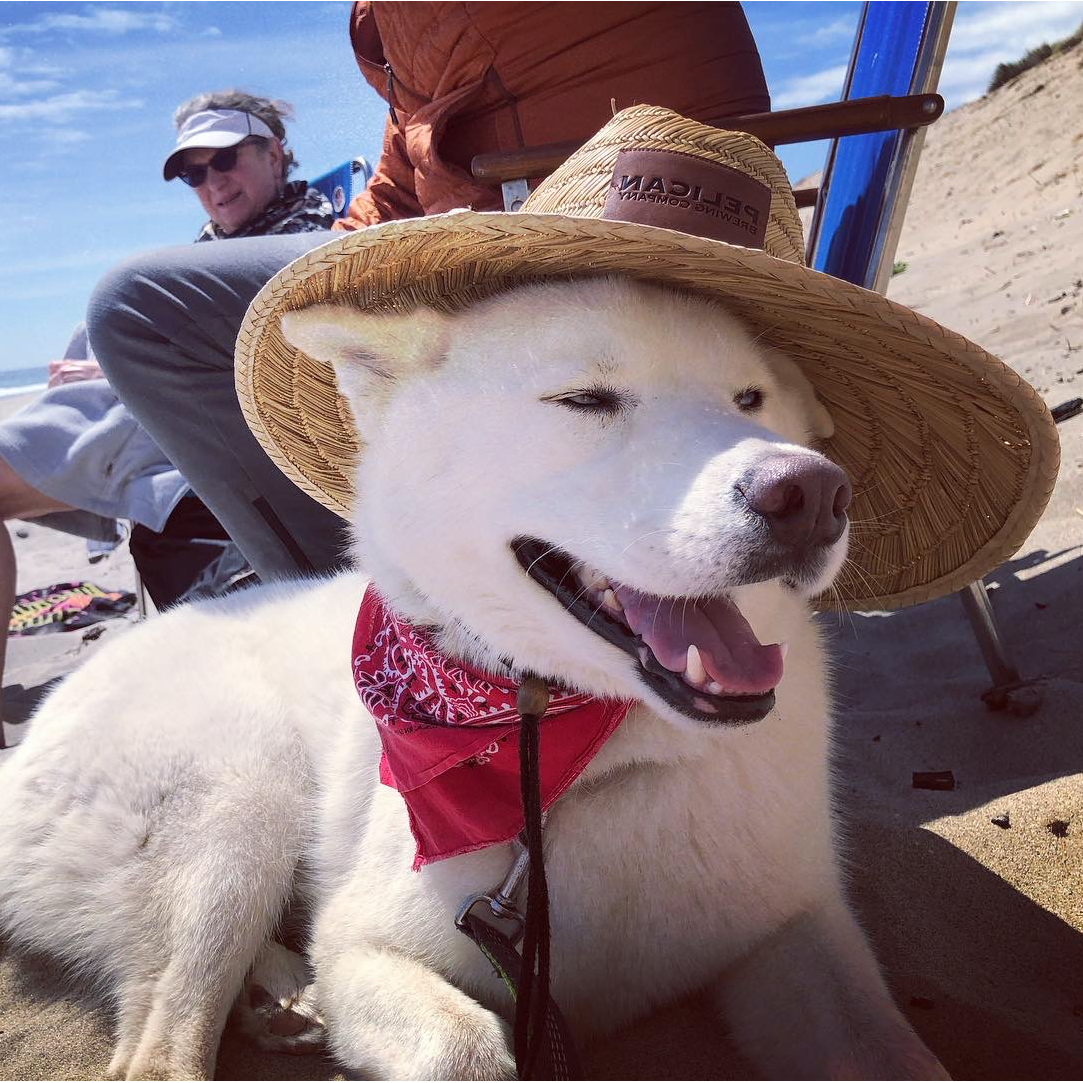 Our dog Rollo on the beach with grandma Patricia