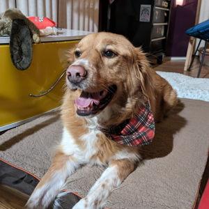 Bones for Pinecone