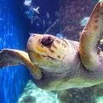 Virginia Aquarium & Marine Science Center