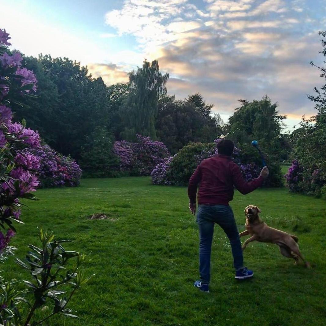 Sunset fetch in the park with Chaos in Edinburgh
2019