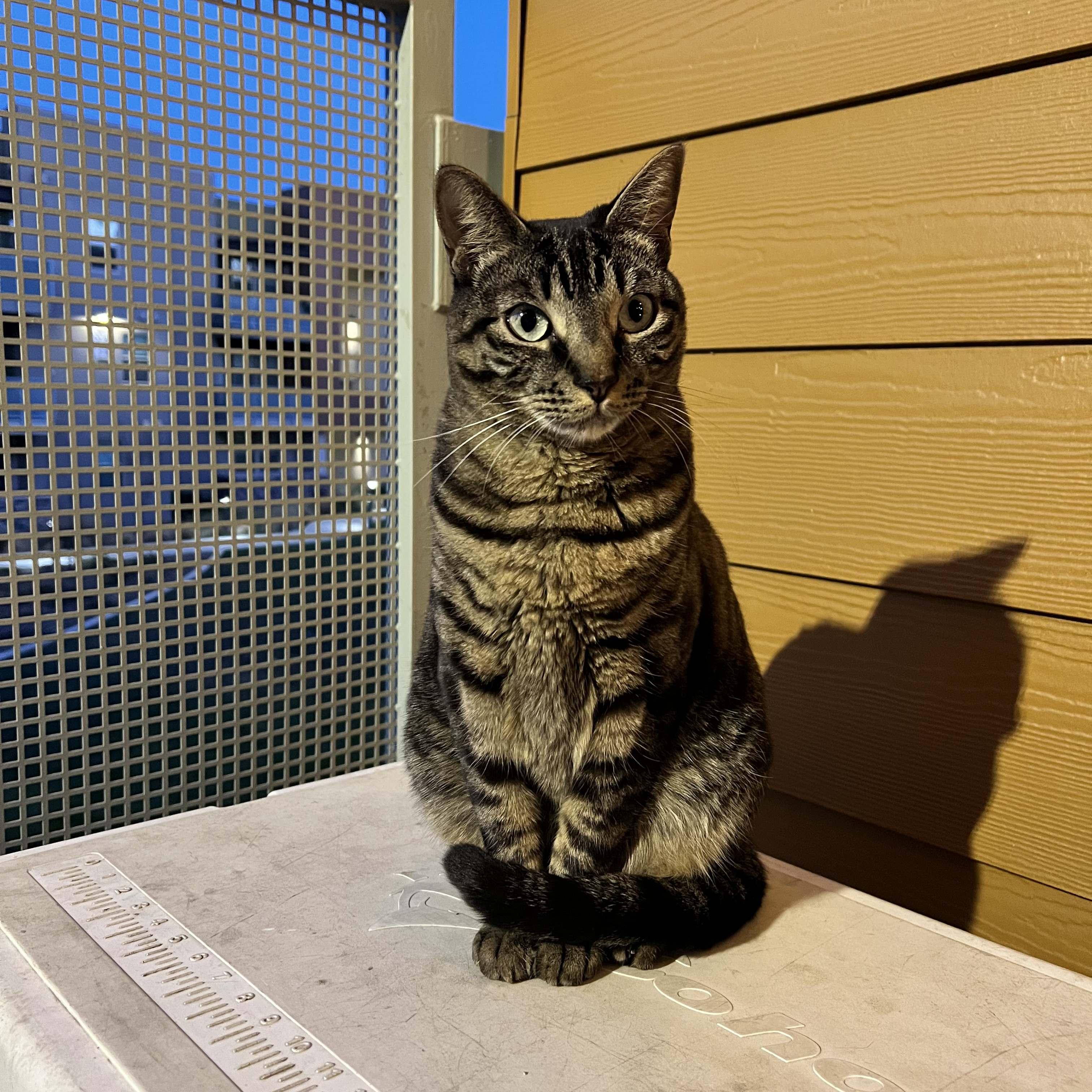 Scouts little sister, Penny. Yes, we have become crazy cat parents!