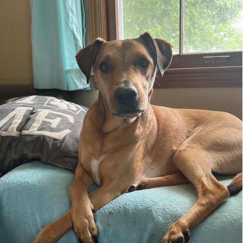 Teq about 11 months old, summer 2021