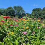 Oak Hill Farms